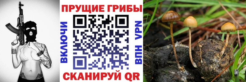 Галлюциногенные грибы Psilocybine cubensis  Березники 